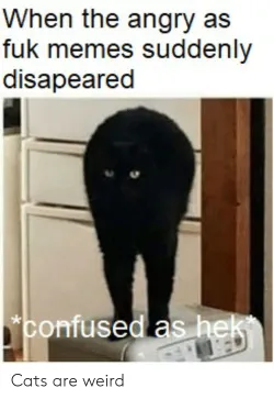 cursed cat pics