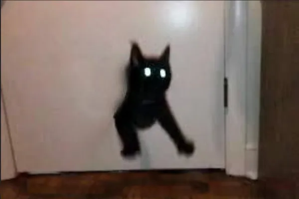Stunning Cursed Cat Memes And Images