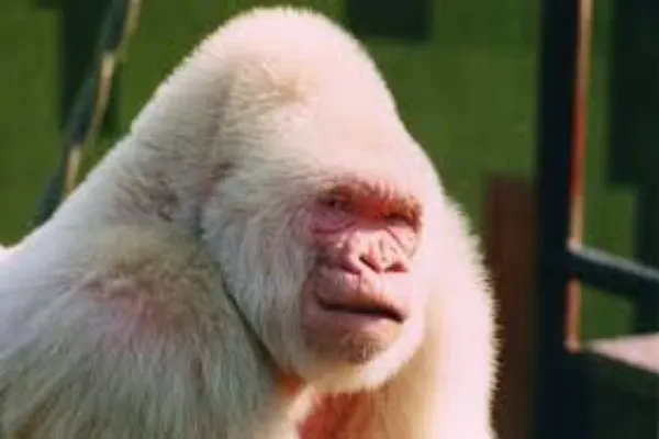 albino primate orangutan