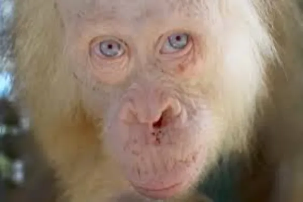 The World of Albino Primates: Nature’s Rare Genetic Wonders