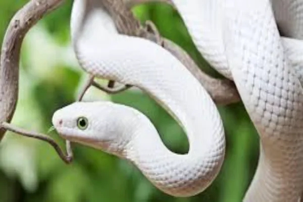 albino snake