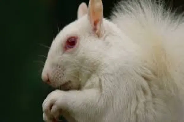 Understanding the Genetic Trait Albinism in Animals