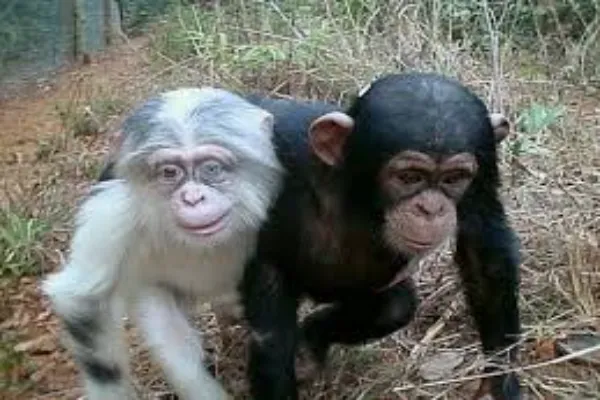 Albino and ordinary monkey