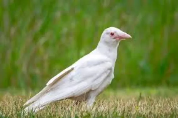 albino bird