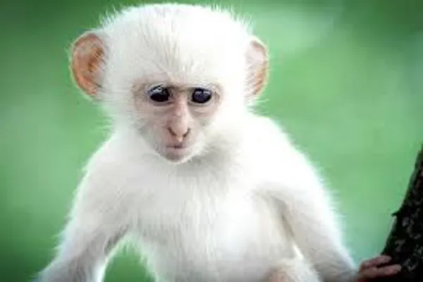 The Fascinating World of Albino Monkeys