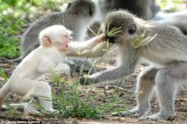 albino monkeys