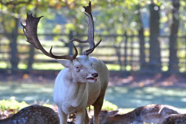The Enigmatic Beauty of Albino Deer