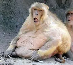 albino monkey that is fat