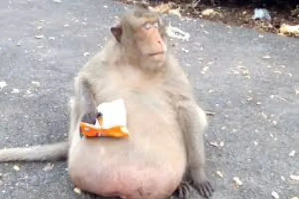 The Fat Albino Monkey: Rare, Unique, and Intriguing
