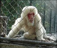 An albino monkey with pink skin around its face and eyes, sitting behind a wire mesh fence, possibly in a zoo or sanctuary.
