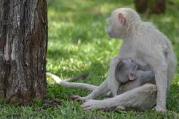 The Ghostly Presence in the World of Albino Rhesus Monkeys