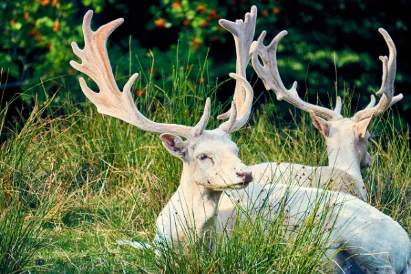 two Albino Deer