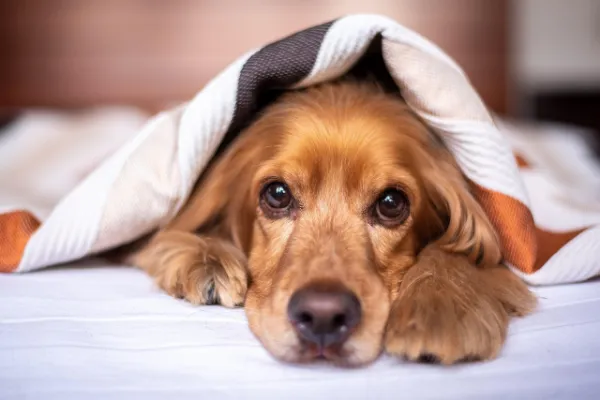 What My Dog Taught Me About Being Human