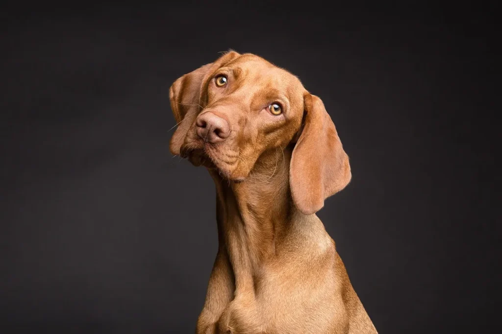 Brown Vizsla dog (Max) with a tilted head, looking intently, embodying curiosity.