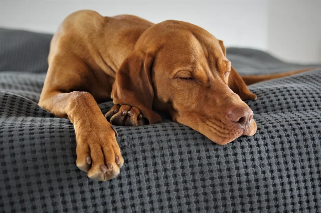 Brown dog, Max, (a Vizsla) sleeping peacefully on a textured grey blanket, illustrating a lesson about being human.