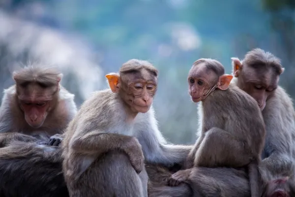 Do Albino Monkeys Have Health Problems?